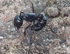 Plectroctena mandibularis