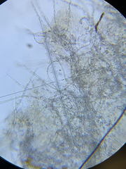 Flagelloscypha minutissima