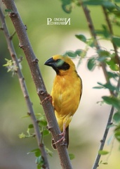 Ploceus hypoxanthus