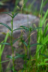 Gentiana pneumonanthe
