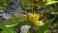 Gentiana burseri villarsii