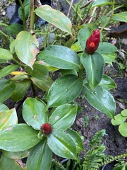 Costus woodsonii
