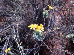 Euryops lateriflorus