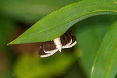 Pyrausta obtusanalis