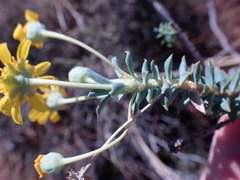 Euryops lateriflorus