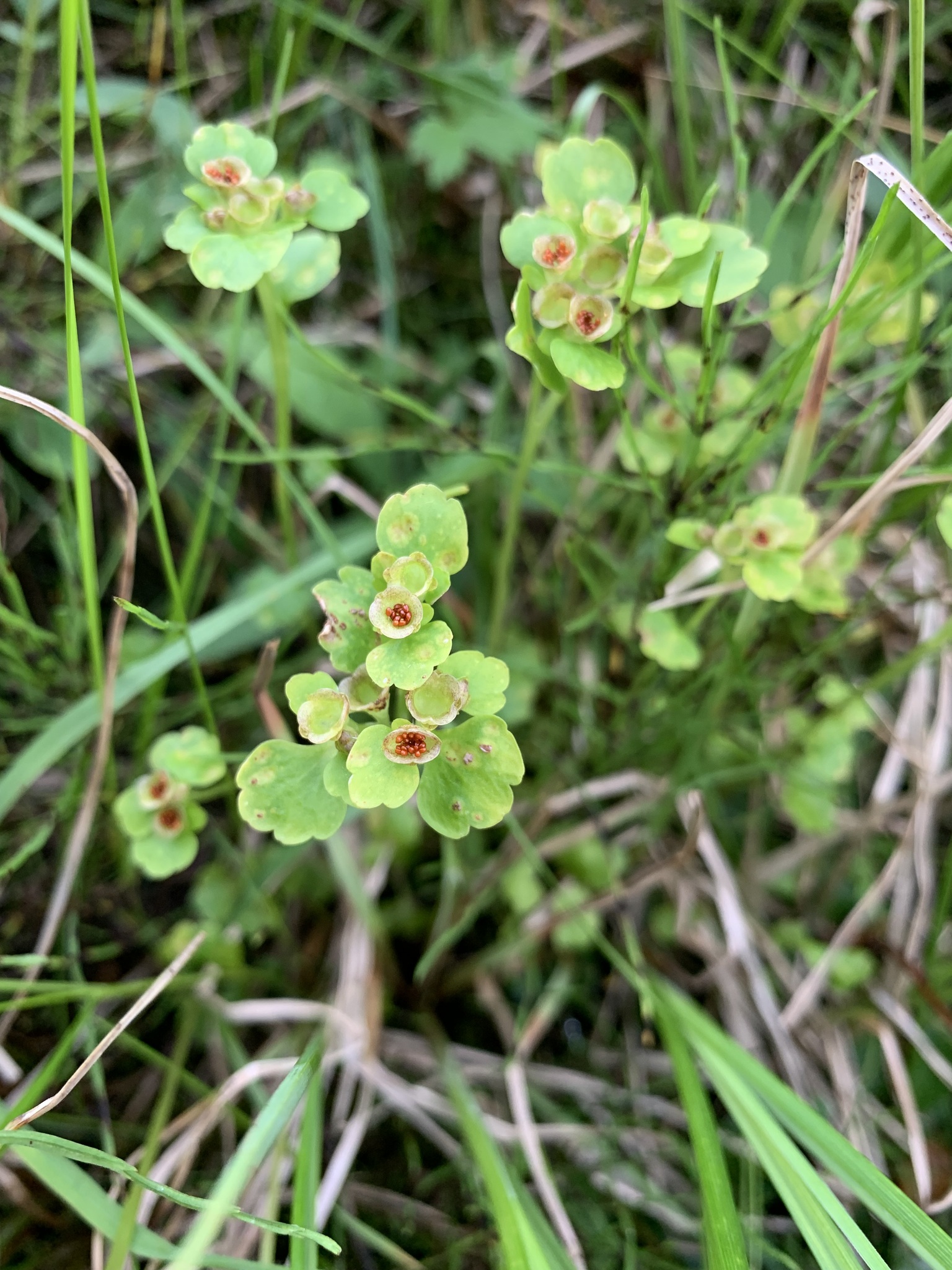 Chrysosplenium tetrandrum
