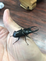 Dorcus rectus rectus