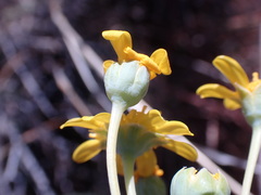 Euryops lateriflorus