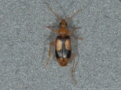 Nemotarsus elegans