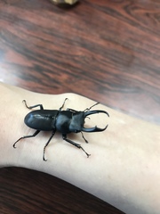 Dorcus rectus rectus