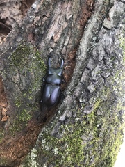 Dorcus rectus rectus