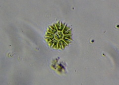 Hydrodictyaceae