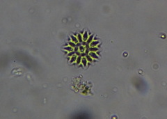 Hydrodictyaceae