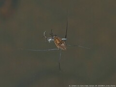 Trepobates pictus