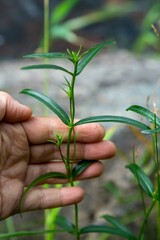 Gentiana pneumonanthe