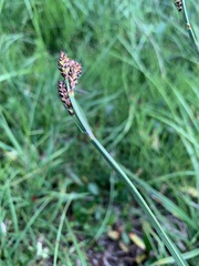Carex bigelowii arctisibirica