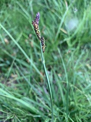 Carex bigelowii arctisibirica