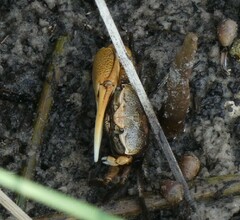 Minuca longisignalis