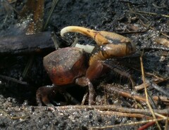 Minuca longisignalis