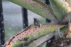 Chalcomitra amethystina