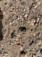 Pterostichus madidus