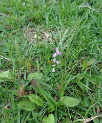 Spiranthes sinensis