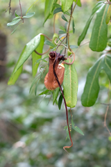 Aristolochia macroura