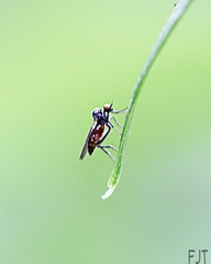 Ocydromiinae