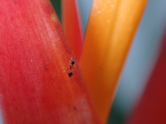 Monomorium floricola