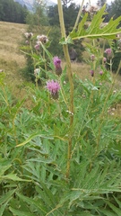 Cirsium alsophilum