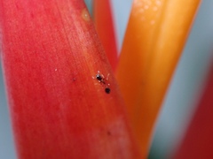 Monomorium floricola