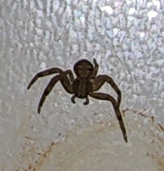 Xysticus texanus