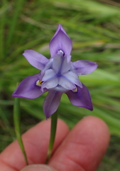 Moraea inclinata