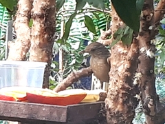 Turdus leucomelas