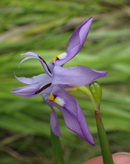 Moraea inclinata