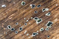 Stachybotryaceae