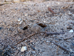 Peziza ammophila