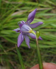 Moraea inclinata