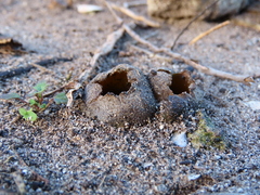 Peziza ammophila