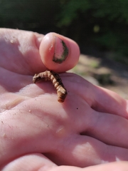 Melanchra persicariae