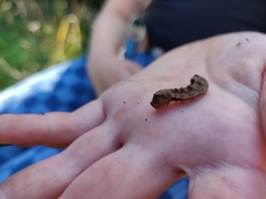 Melanchra persicariae
