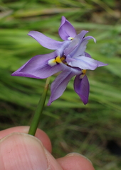 Moraea inclinata