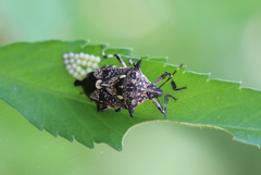 Eocanthecona furcellata
