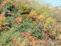 Festuca heterophylla