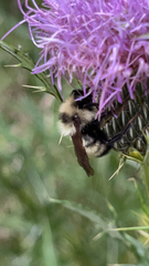 Bombus citrinus
