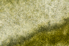 Stachybotryaceae