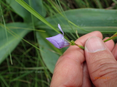 Moraea inclinata