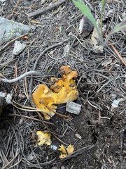 Cantharellus roseocanus