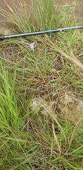 Moraea inclinata