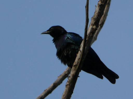 Purple-headed Starling (Hylopsar purpureiceps), photo 4